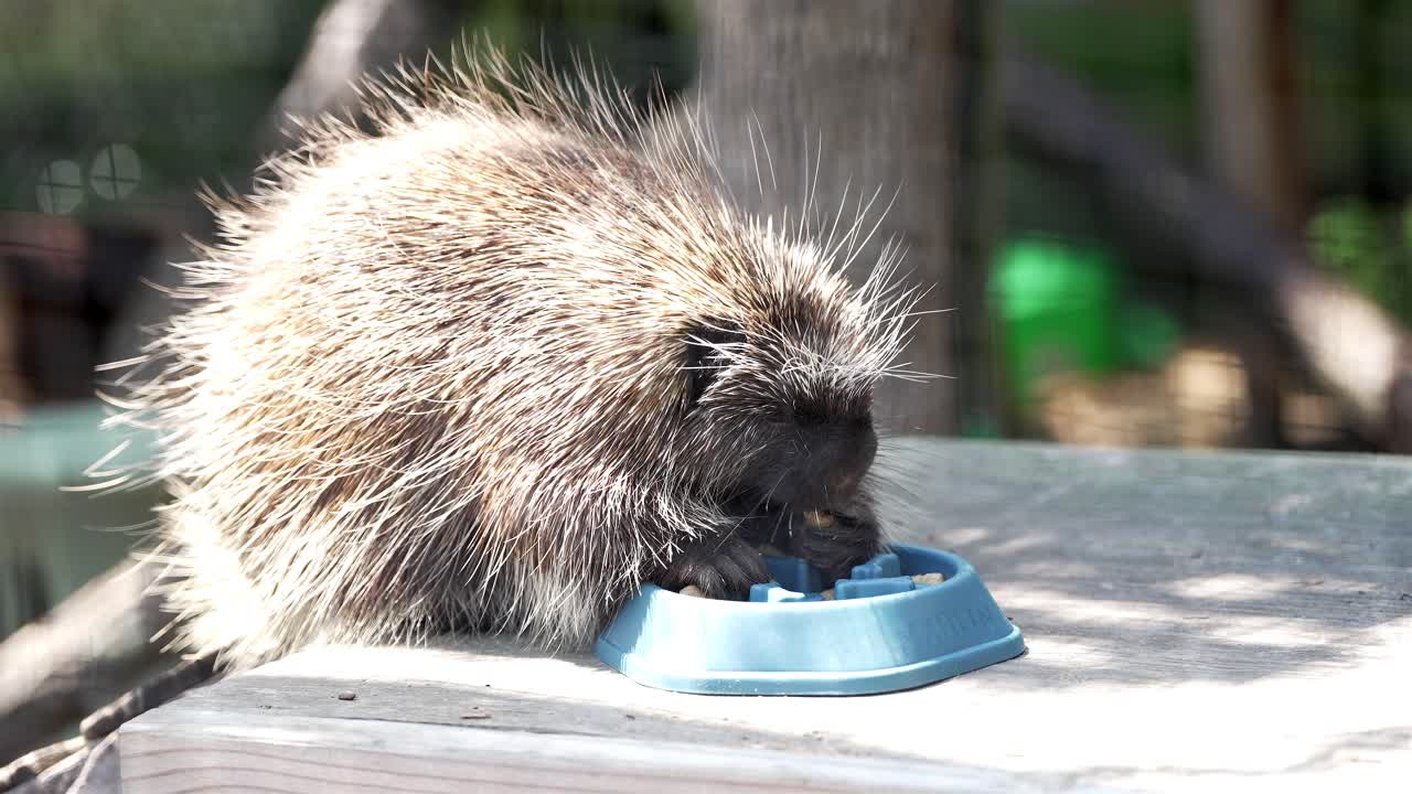 Close-up slow-motion footage of a porcupine eating from a light blue food bowl. The animal uses its paws to feed while its quills sway gently in breeze, capturing a unique moment in wildlife behavior.