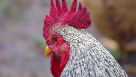 chicken-eating-rice-grains-closeup-view