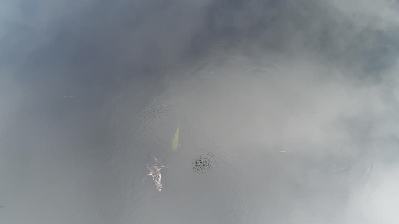 Alligator with fish in Florida