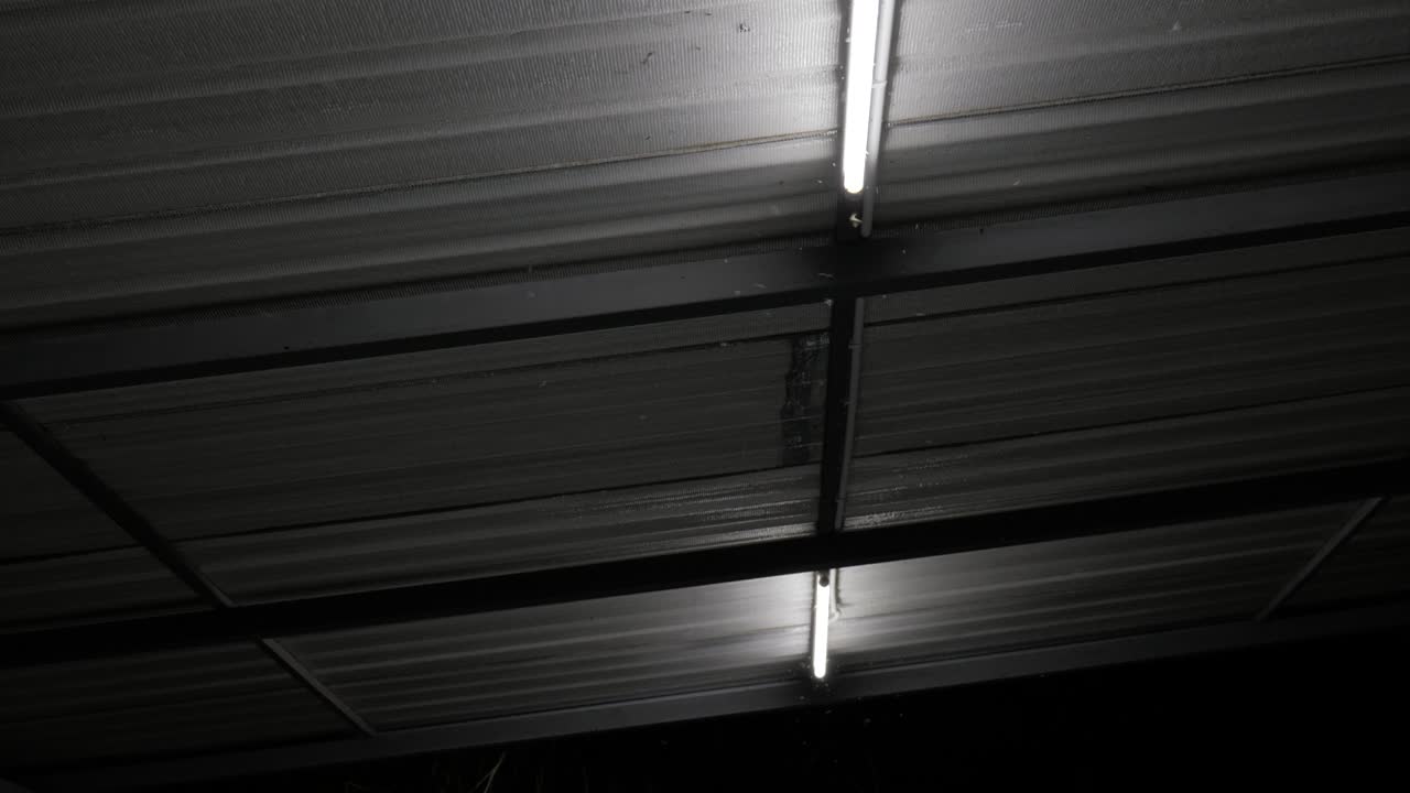 Lo sciame di insetti attratto e che vola intorno alla luce di notte.