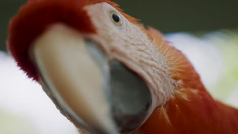 beautiful close-up of a red scarlet macaws face and peak