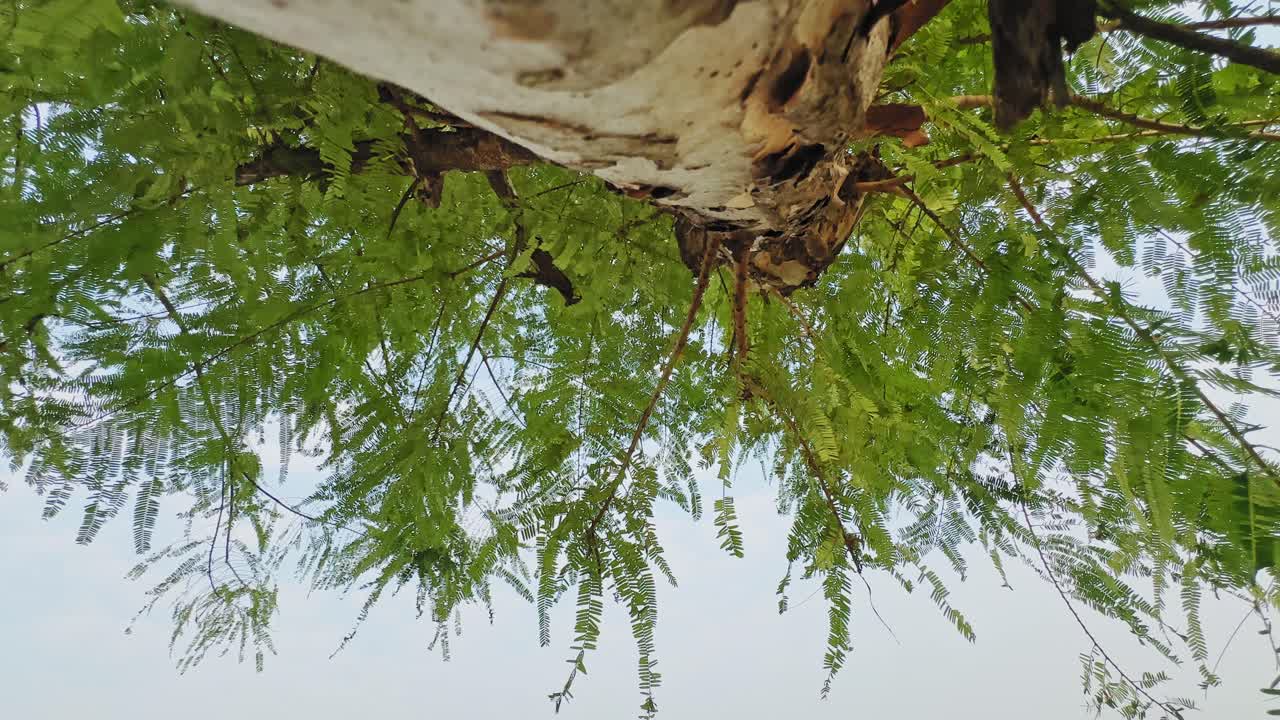 Upward view of Phyllanthus emblica showing its textured trunk and soft green foliage against the bright sky, creating a calm natural scene