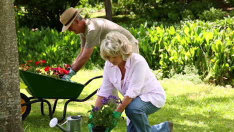 Pareja-De-Jubilados-Haciendo-Jardinería-Juntos-