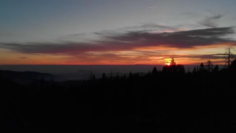 drone forest sunset silhouetted trees