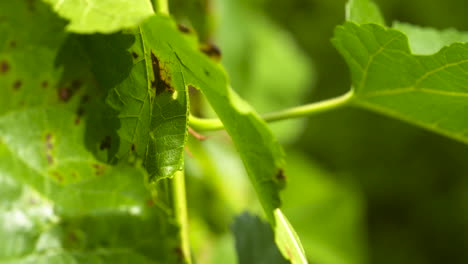 fungi spots on the leaves of a mulberry tree