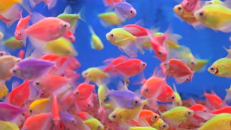 colorful neon fish in an aquarium