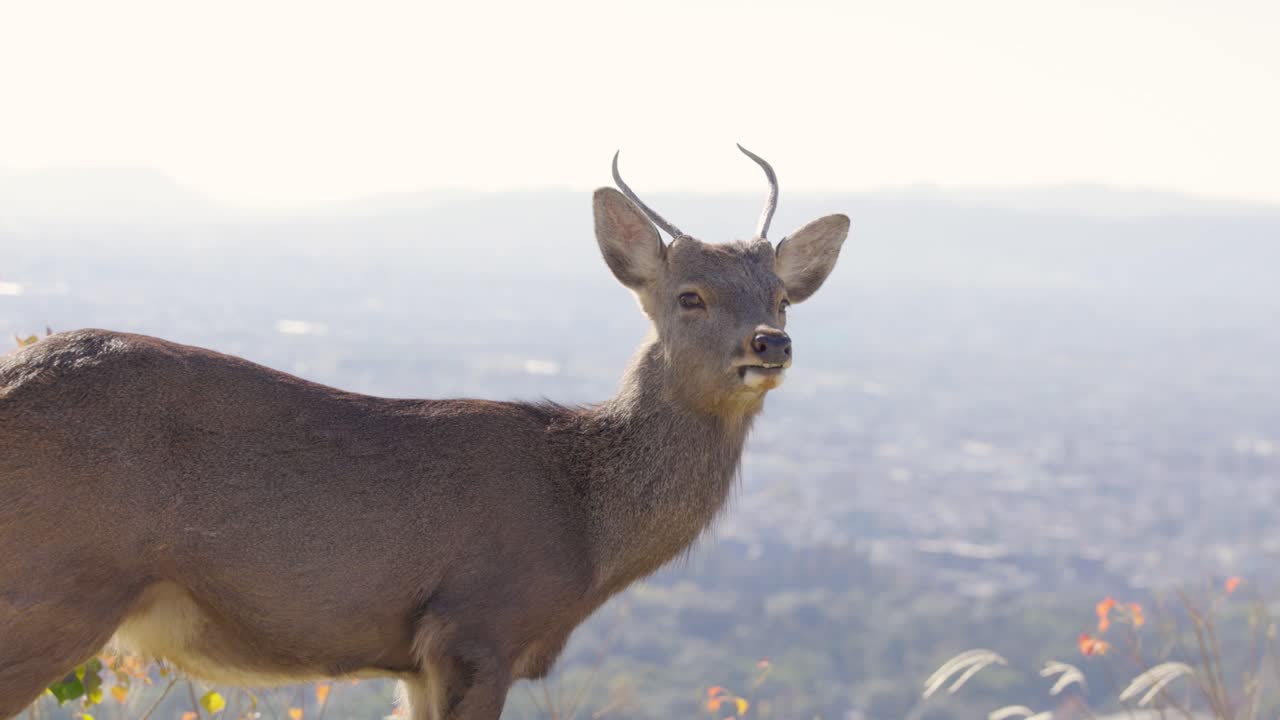 la mejor vista en nara