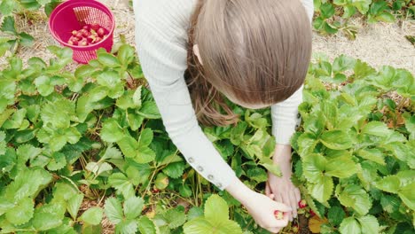 Von-Oben-Nach-Unten-Zeigt-Ein-Junges-Kaukasisches-Mädchen-In-Weiß,-Das-Auf-Einem-Bauernhof-Erdbeeren-Pflückt