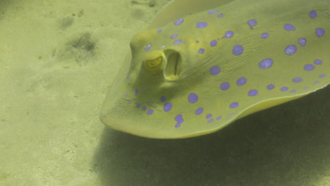 bluespotted stingray in the red sea beside the coral reef