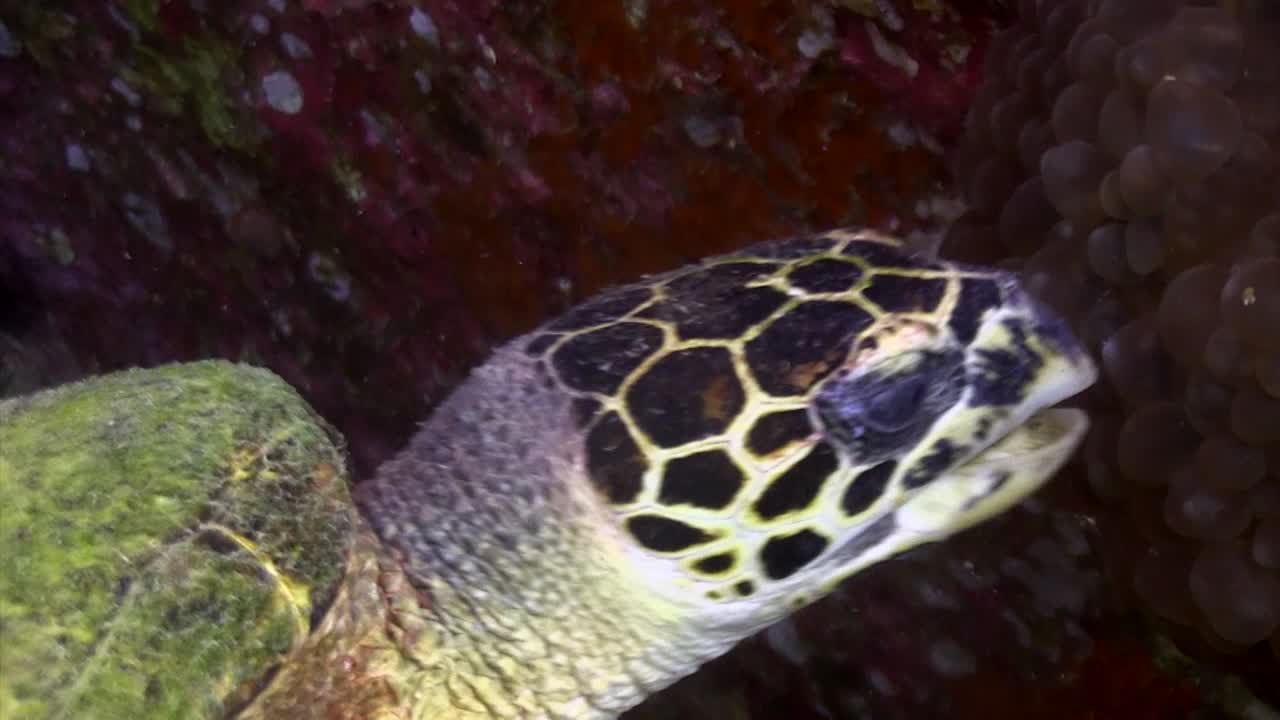 tortuga carey comiendo 2