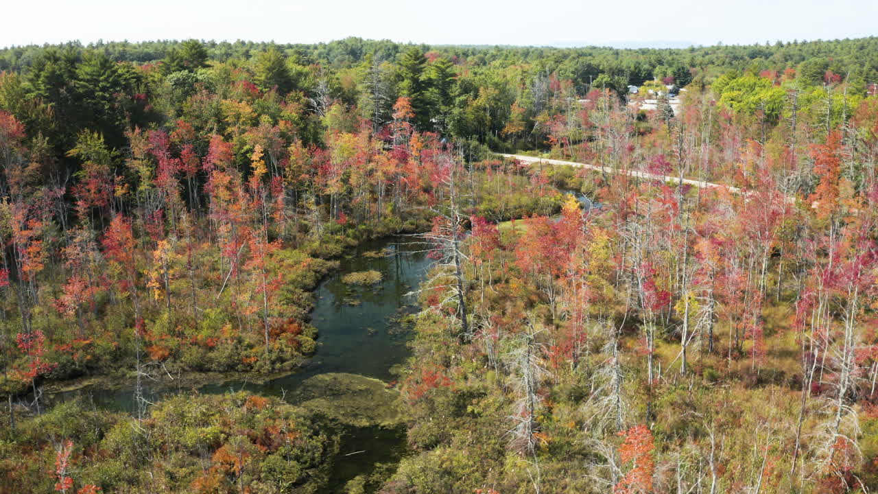 imágenes aéreas de gran vuelo sobre el frondoso follaje de los árboles en windham, maine
