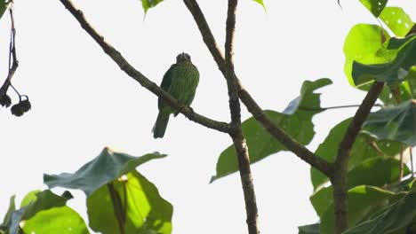 seen almost as a silhouette while perched on a branch as the camera zooms out, green-eared barbet megalaima faiostricta, thailand