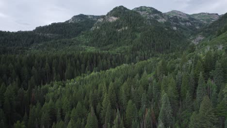 forested landscape of american fork canyon during summer in the wasatch mountains of utah, united states