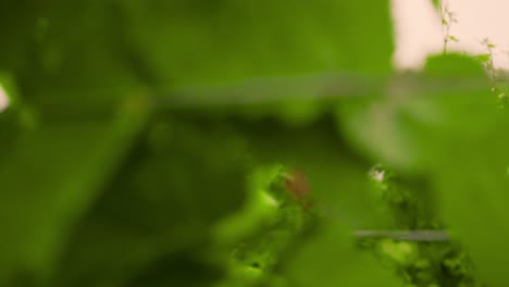 Green-grapevine-growing-in-sun-in-rows