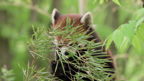 panda rojo indígena comiendo plantas jóvenes de bambú en el desierto