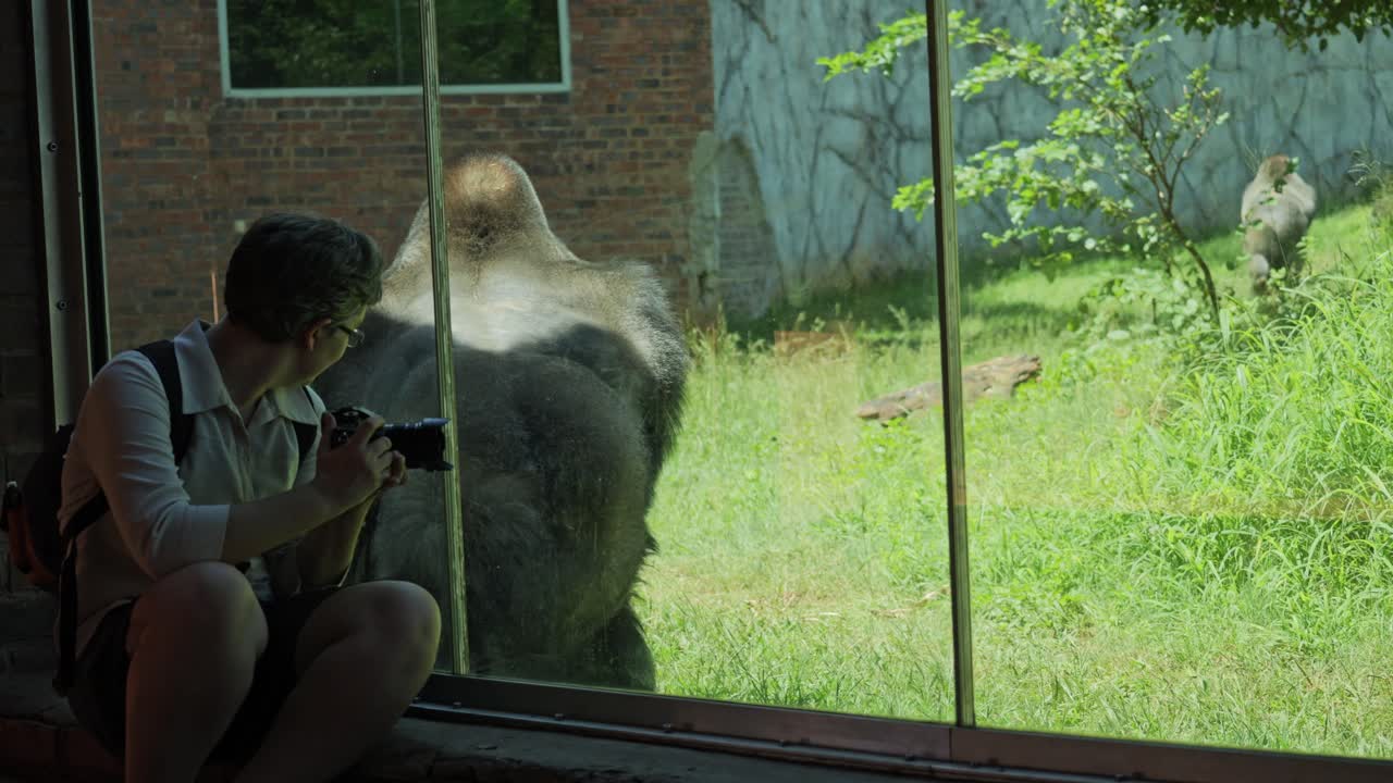 A person takes a photo of a gorilla at a zoo, with the gorilla visible through the glass