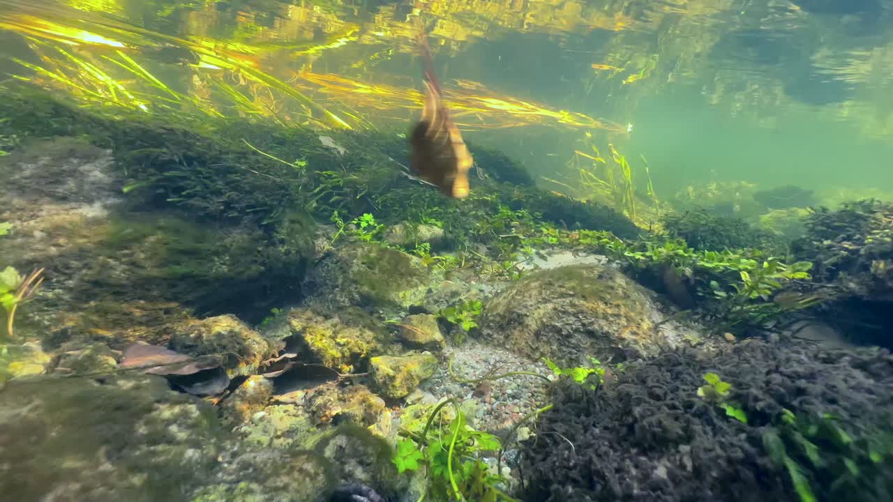 Underwater shot of aquatic plants on the bottom of small creek in Saaremaa. Estonia.