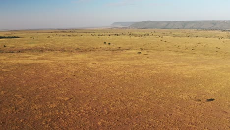 masai mara aerial drone shot of africa landscape scenery from above, wide open savanna, vast plains and endless open grassland, beautiful high up view of maasai mara in kenya, establishing shot