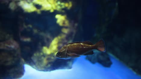 single fish exploring a vibrant aquarium setting