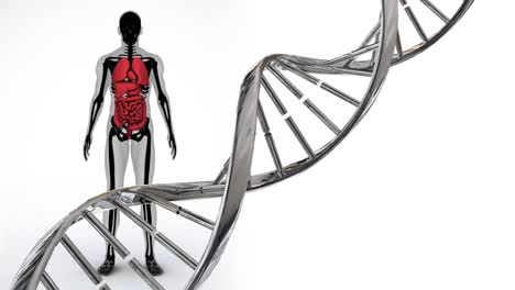 Animation-Eines-DNA-Strangs,-Der-Sich-über-Einem-Menschlichen-Körpermodell-Dreht