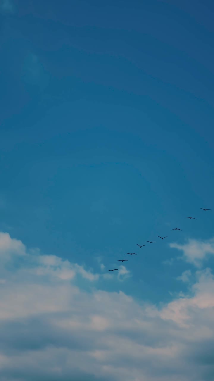 Flock of birds flying in the blue sky with clouds | Premium Stock Video ...