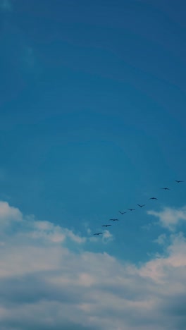 flock of birds flying in the blue sky with clouds
