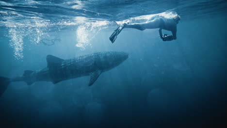 whale shark swims to surface as diver follows underwater in shimmering light