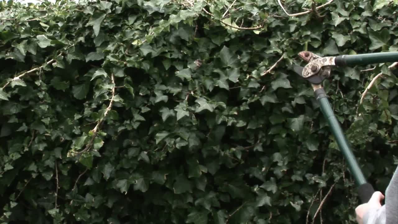 뒷 나무 를  ⁇ 는 것