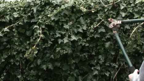 Trimming-Back-Tree