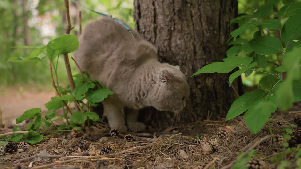 Gray Cat Prowling Underbrush At Tree Base, Low Stealthy Posture, Intense Gaze, Leaves And Soil Foreground, Harness Visible, Cautious Movement, Natural Forest Floor Details, Summer Light
