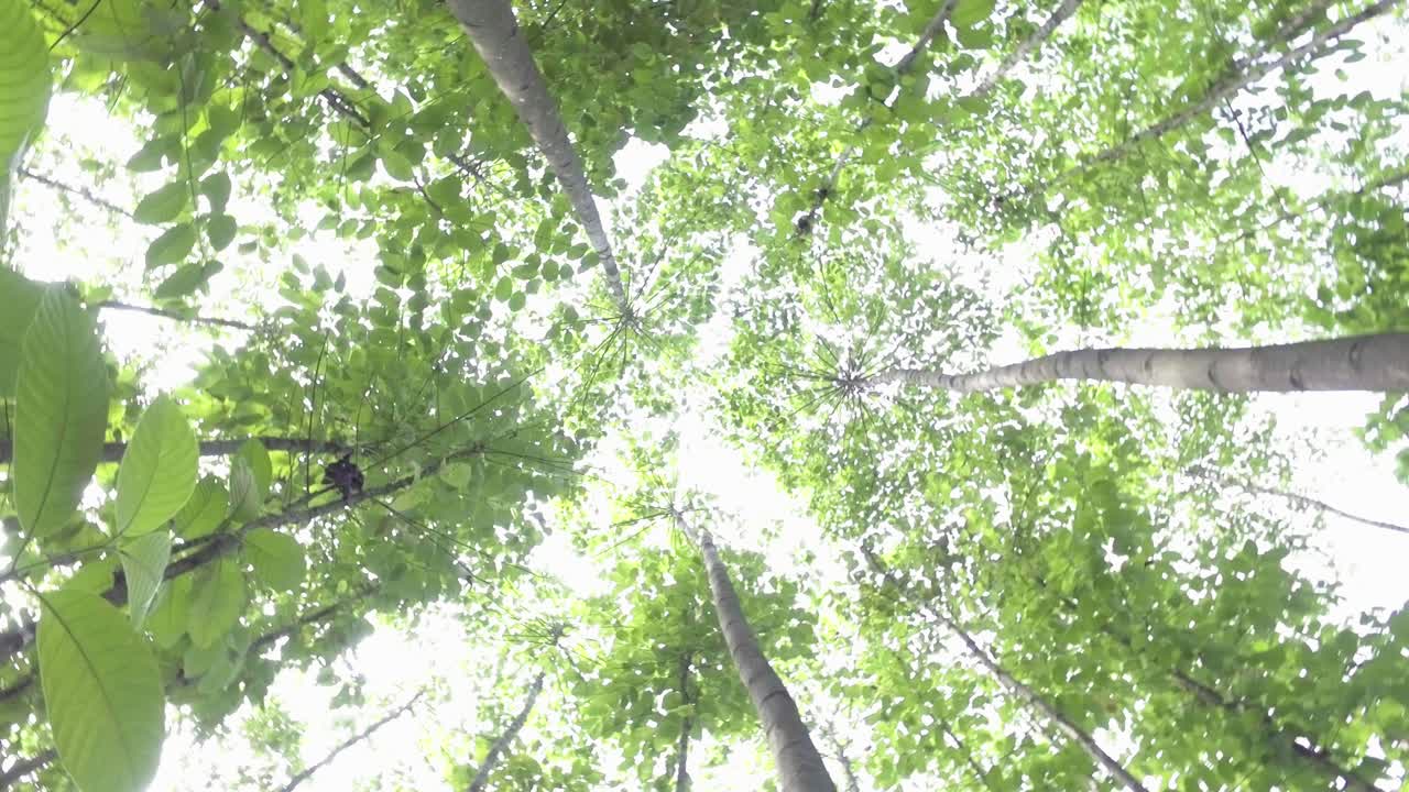 画面下隅から見た熱帯林