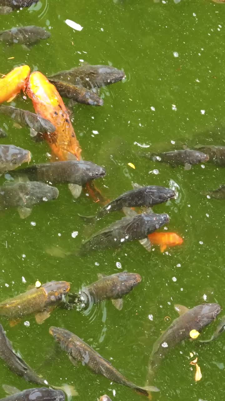 다채로운 코이 물고기가 연못에서 헤엄치고 있습니다.