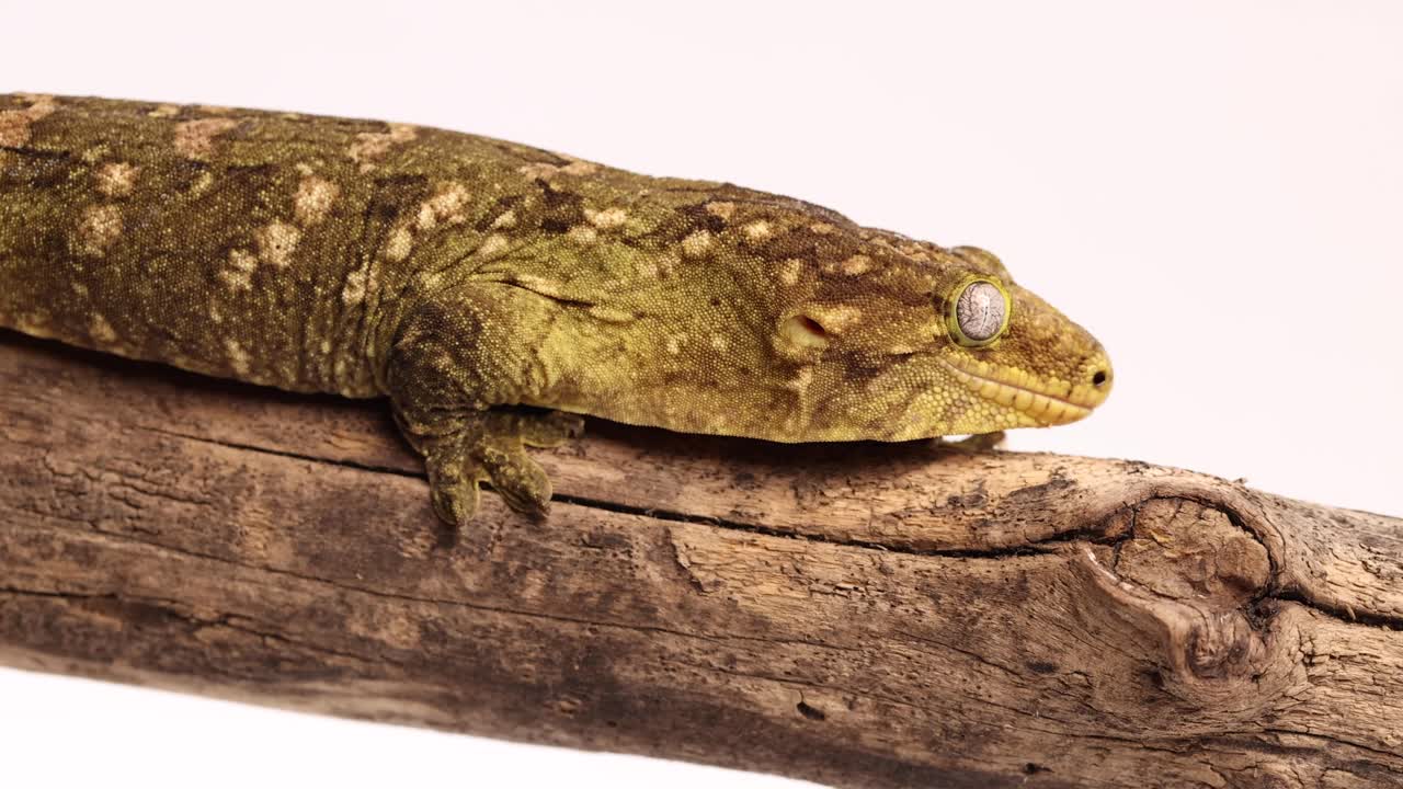 나무 통나무를 따라 기어가는 토케이 도마뱀붙이 120fps