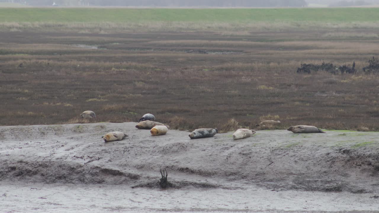 Immagine statica di animali selvatici di foche che riposano sulle rive sabbiose del fiume nella contea di Durham, Regno Unito