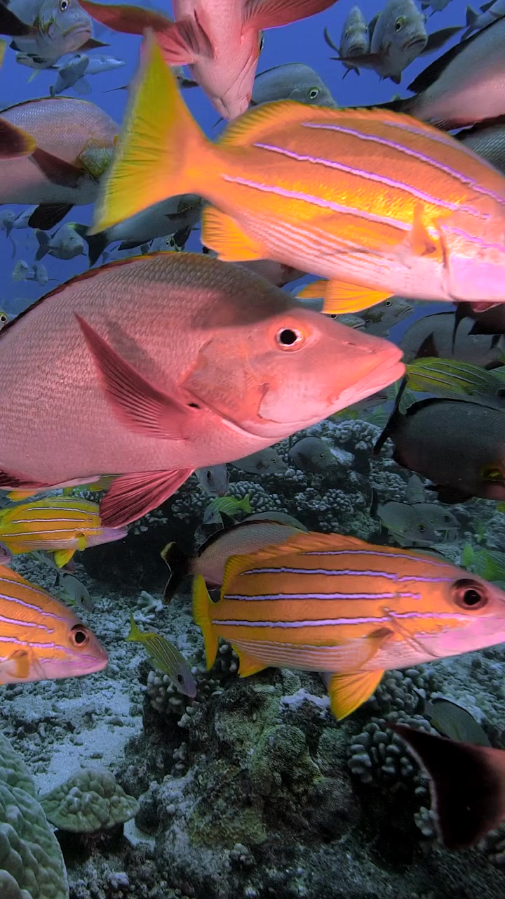 Squali pinna bianca del reef e altre specie di squali come gli squali pinna nera che pattugliano tra altri pesci della barriera corallina in una barriera corallina tropicale intorno all'isola di Tahiti, Polinesia Francese, Pacifico meridionale.