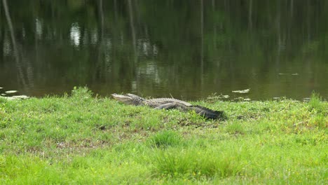 Cocodrilo-Grande-Cerca-De-Un-Estanque-Público-En-Florida,-4k