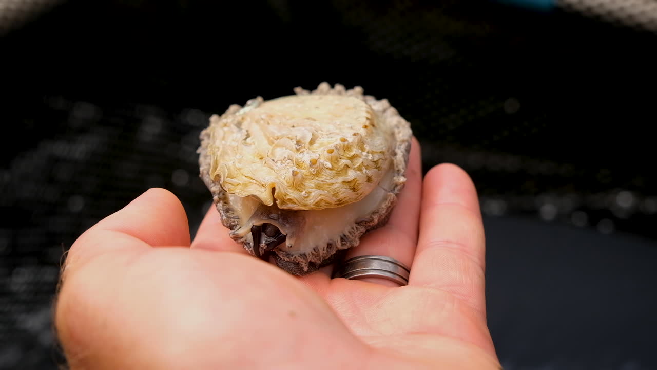 Marine gastropod moving on caucasian male hand; commercial abalone farming