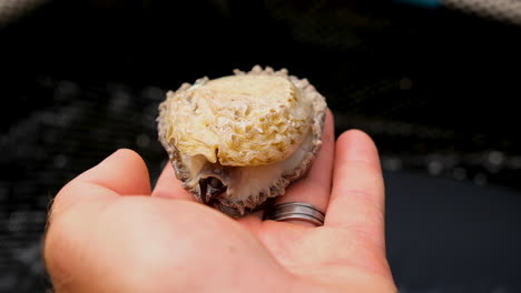 marine gastropod moving on caucasian male hand; commercial abalone farming