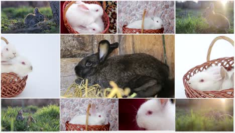 adorable rabbits and bunnies: a collection