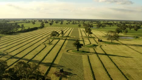 green silage harvesting by machinery in parallel longitudinal lines, australian countryside