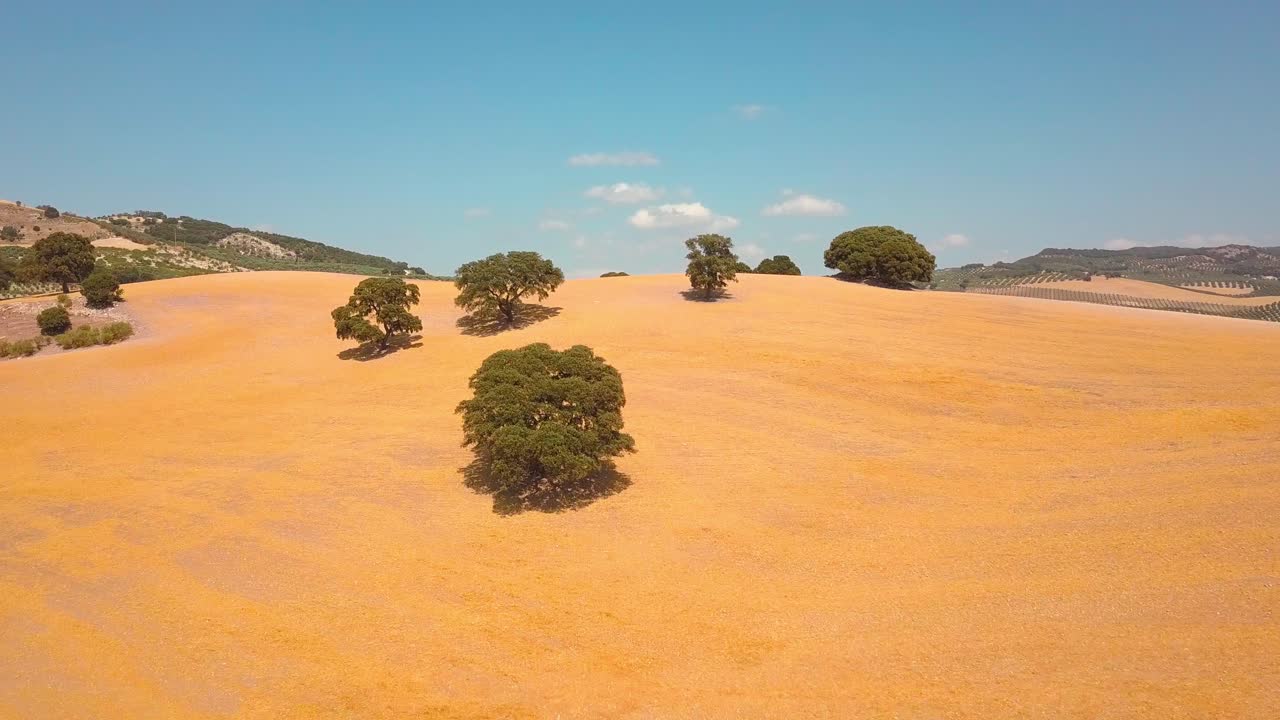 Aerial view over a yellow haversted field with some trees in Andalusia, Spain.