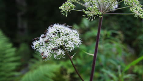 insect bugs feeding over angelica archangelica blooming flowers