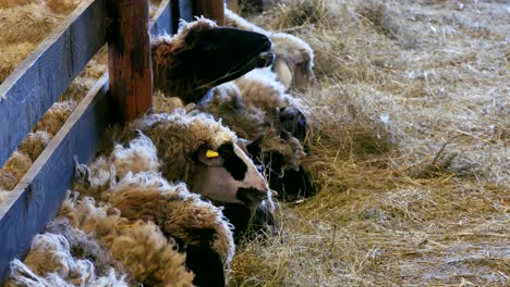 ovejas y corderos en animales de granja