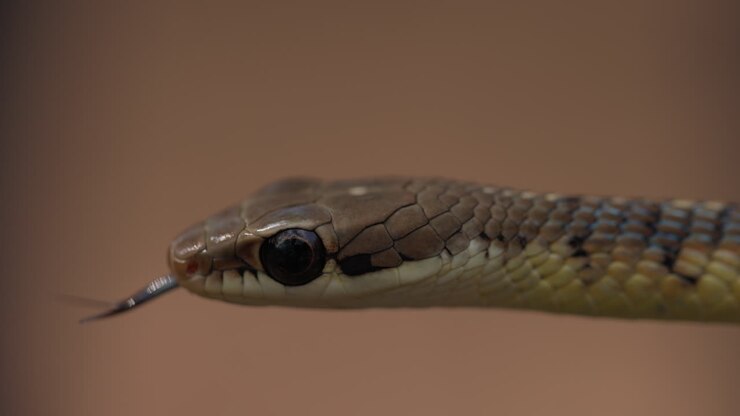 Closeup of a Bronze-backed Tree Snake head, round eyes alert, flicking its tongue in slow motion