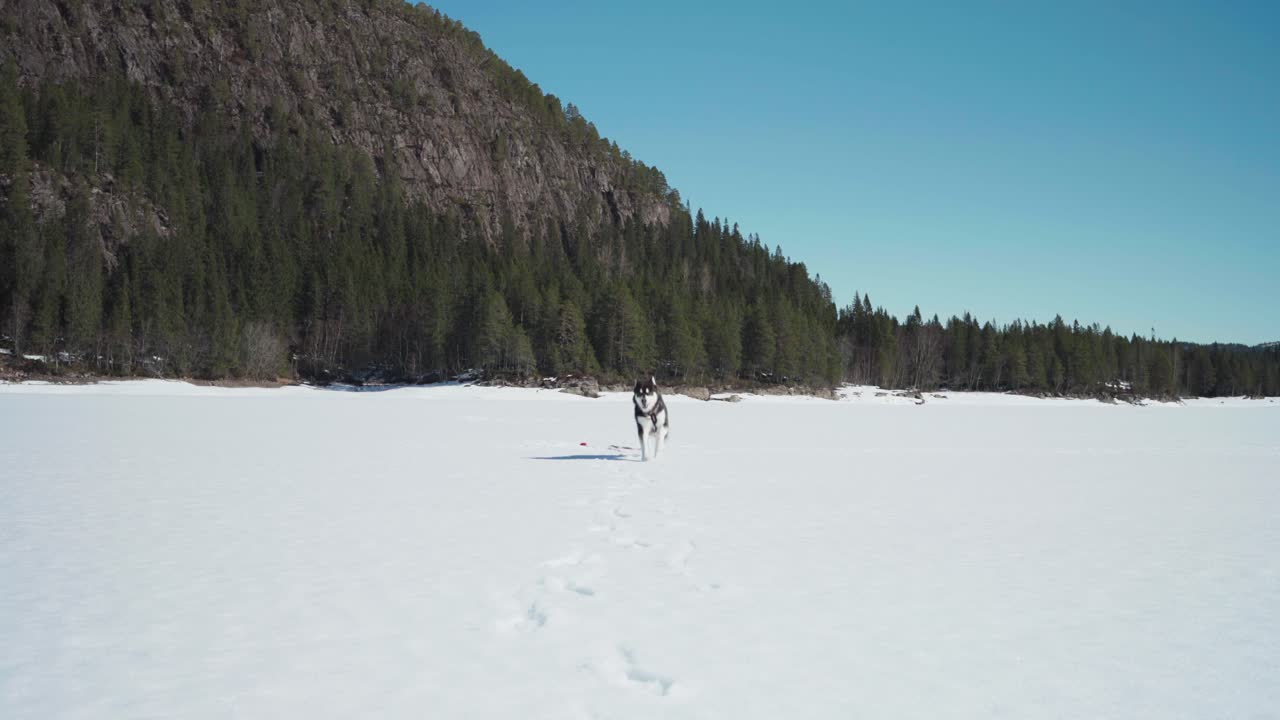 Dog Running In The Snow Towards The Camera