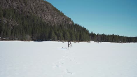 dog running in the snow towards the camera