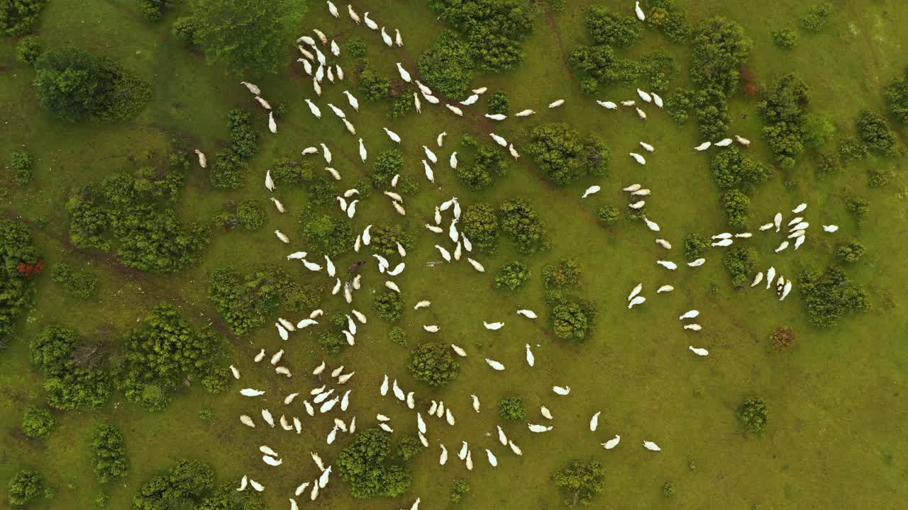 Flock of white sheep in remote hillside pasture, agricultural aerial top down