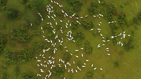 flock of white sheep in remote hillside pasture, agricultural aerial top down