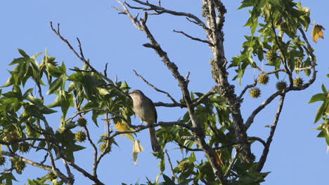 A-mockingbird-perched-on-a-small-branch-in-the-morning