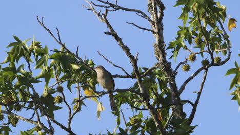 a mockingbird perched on a small branch in the morning